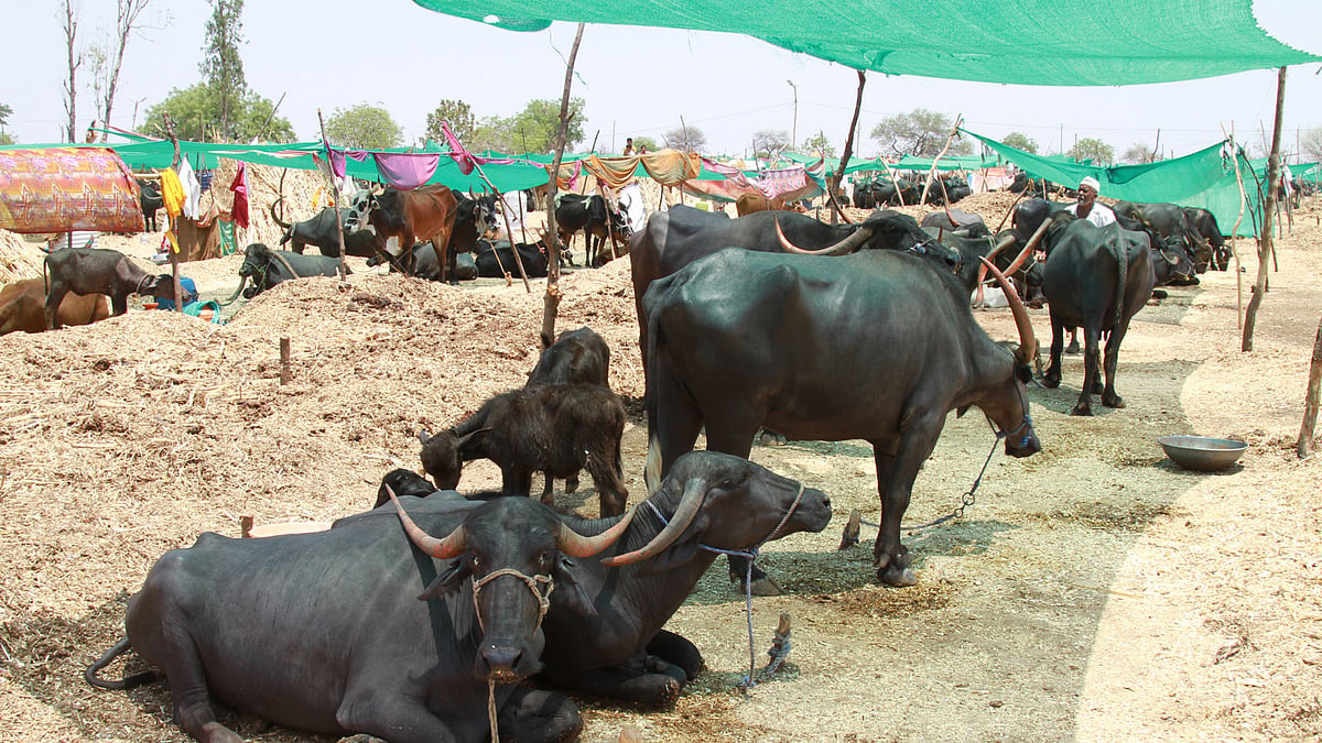 A fodder camp at Warwati in Beed
district’s Ambajogai taluka. (Photo: Vivian Fernandes/ <b>The Quint</b>)