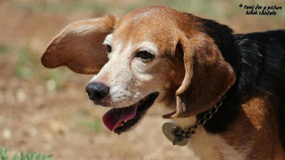 A rescued beagle. (Photo Courtesy: <a href="https://www.facebook.com/ashokchintala85">Ashok Chintala</a>)