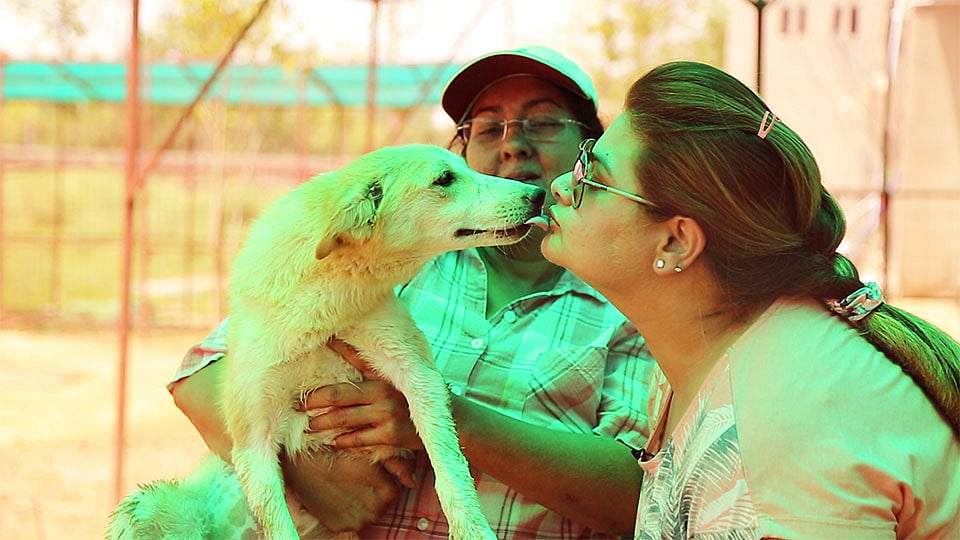 Summer was rescued by a volunteer from Umeed,
an animal rehab centre in Gurgaon. (Photo: <b>The Quint</b>) 
