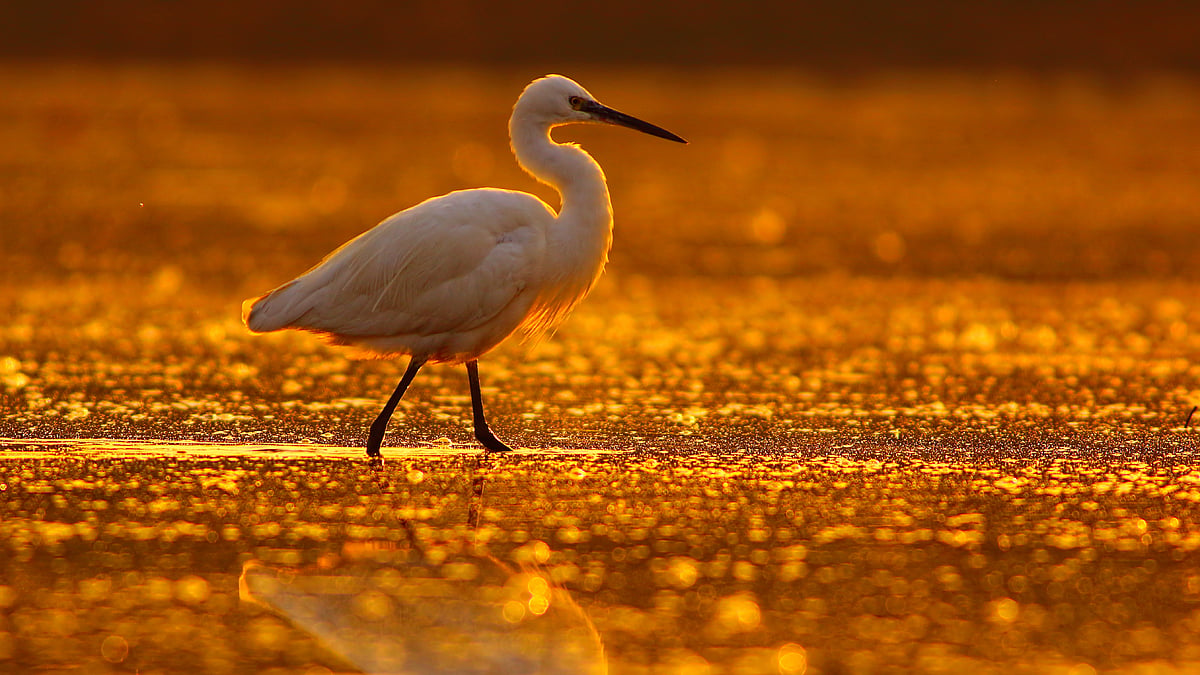 Upcoming regulations could weaken existing protection for wetlands. (Photo: iStock)