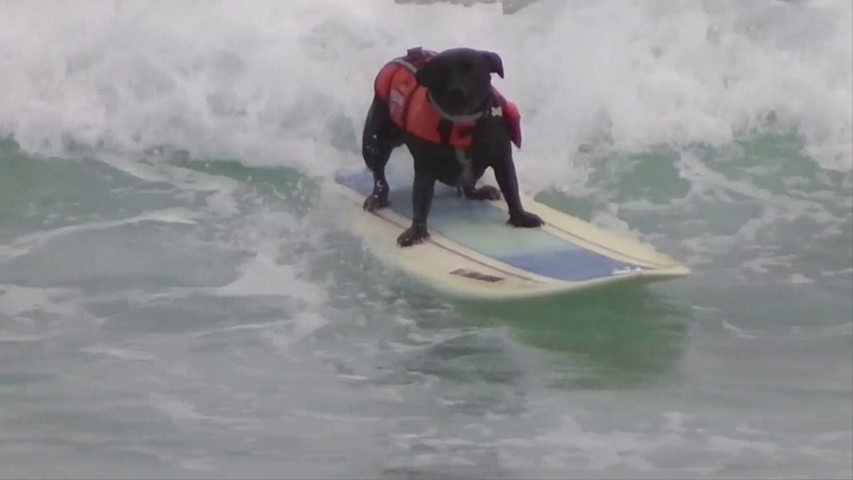 Ash, a dog trained by a fireman in Australia loves to surf. She has never showed any fear in the water. (Photo: AP/ Caters News Screengrab)
