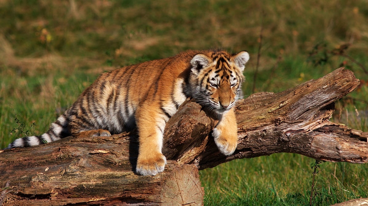 Tigers are an umbrella species – save them and you can save a whole ecosystem, experts say. (Photo: iStock)
