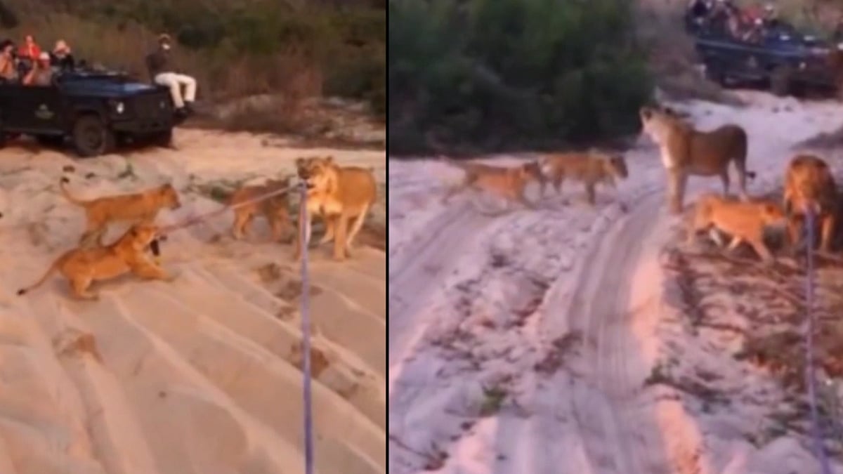 A pride of lions plays pulling a 4x4 Safari (Photo: AP)