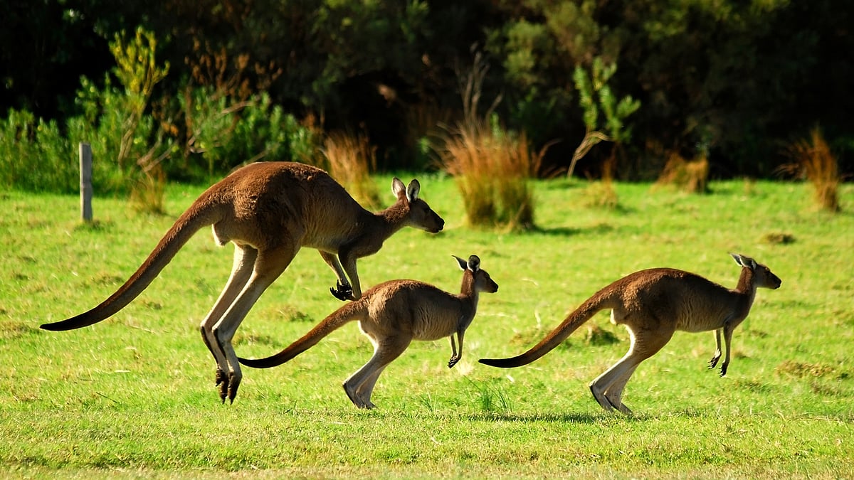 The culling will be done since over abundance of eastern grey kangaroos can lead to deforestation and degradation of the environment. (Photo: iStock)&nbsp;