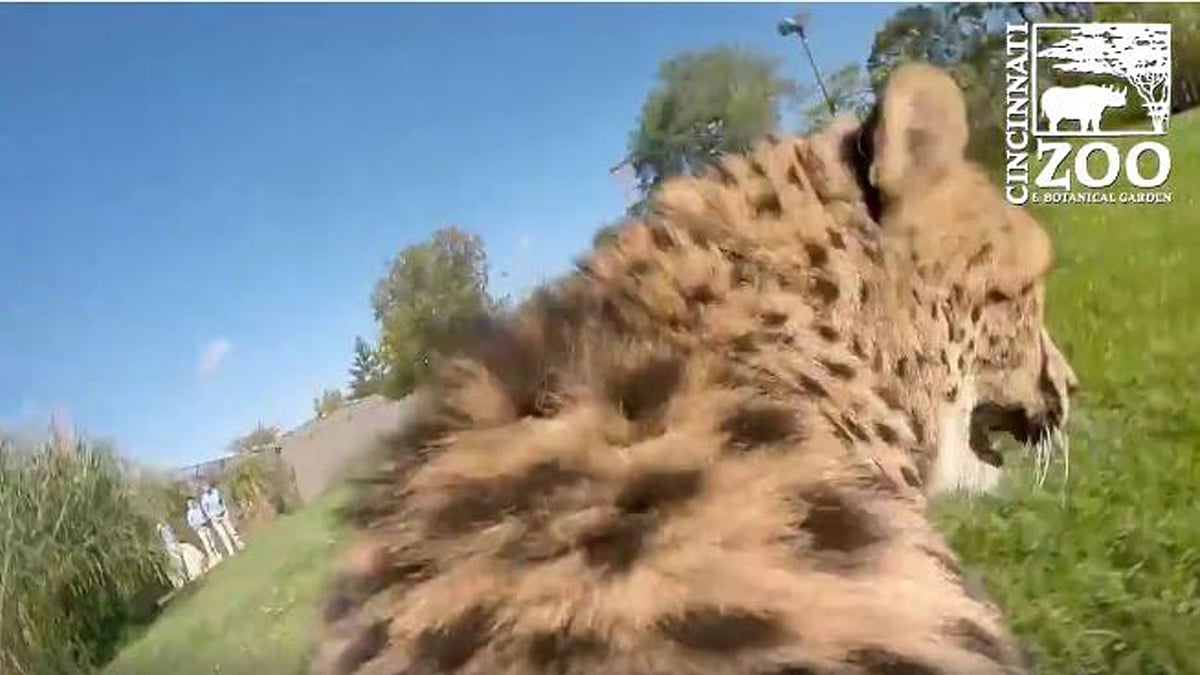 

The cheetah, named Savannah had a GoPro strapped to her back, capturing footage as she ran. (Photo Courtesy: <a href="https://www.facebook.com/cincinnatizoo">Facebook/Cinncinati Zoo and Botanical Gardens</a>)