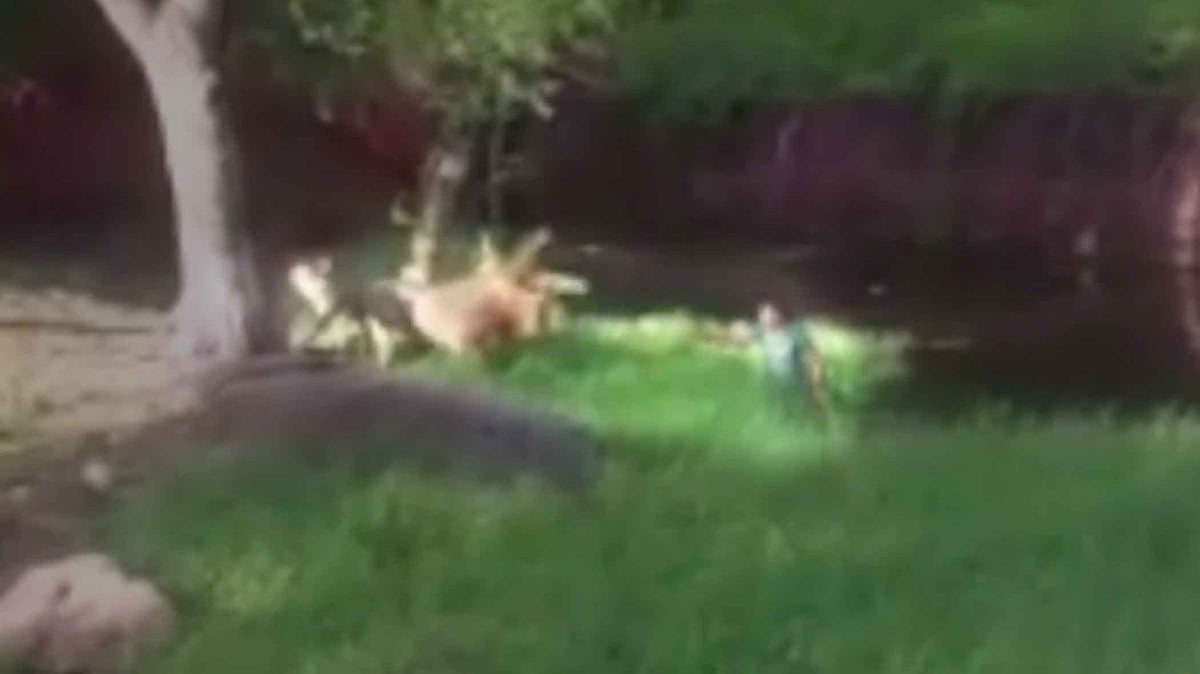 Drunken man in Lion’s enclosure. (Photo Courtesy: ANI)