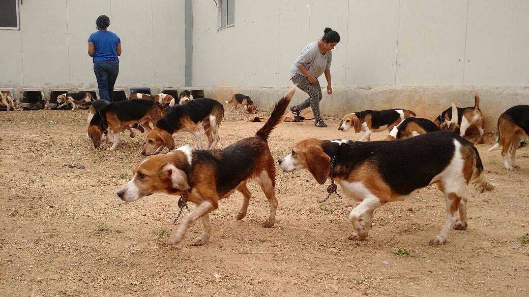These beagles have been rescued from a laboratory and have never seen sunlight until now. (Photo: Facebook/<a href="https://www.facebook.com/cupaindia/">cupaindia</a>)