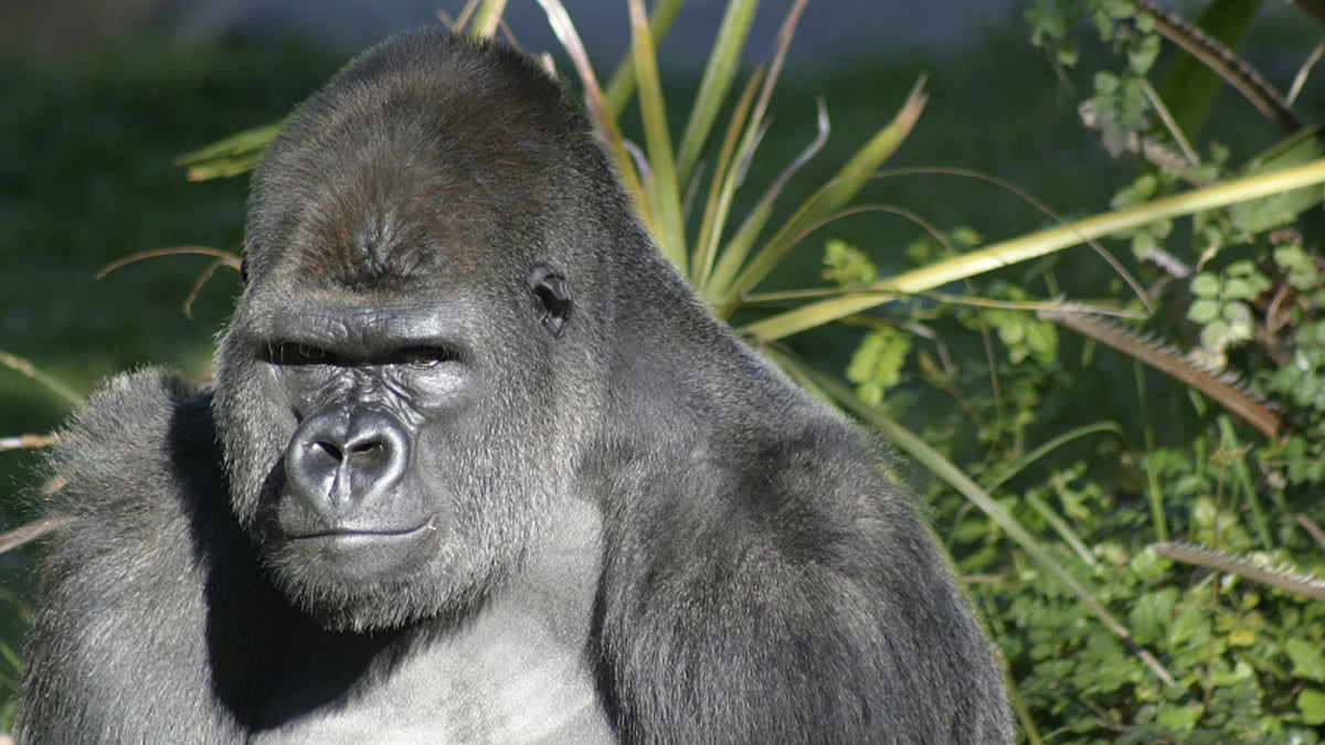 Like many public facilities in the US, the San Diego Zoo Safari Park has been closed to the public since 6 December.