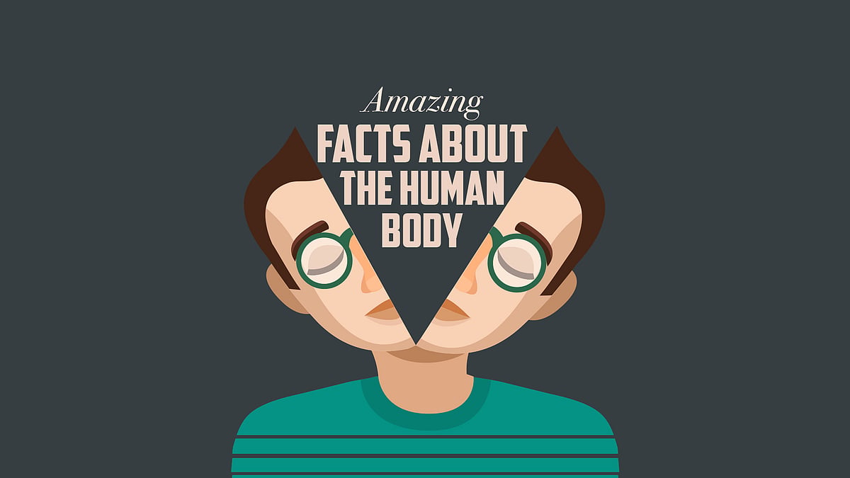 If you dive inside the human body, you’ll swim across several fascinating organs. And believe us, some of them are indeed, pretty fascinating! 