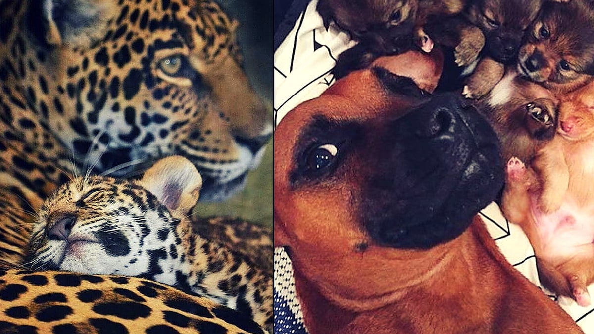 Aww. Aren’t they adorable! (Photo courtesy: Instagram/Ion Moe/puppytribe)