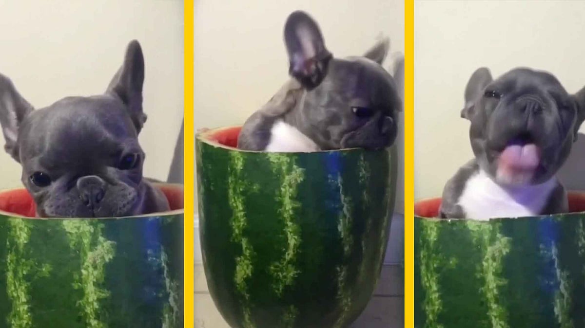  Rolex the French Bulldog nibbling  his way out of the scrumptious melony goodness surrounding him. (Photo: AP Screegrab)