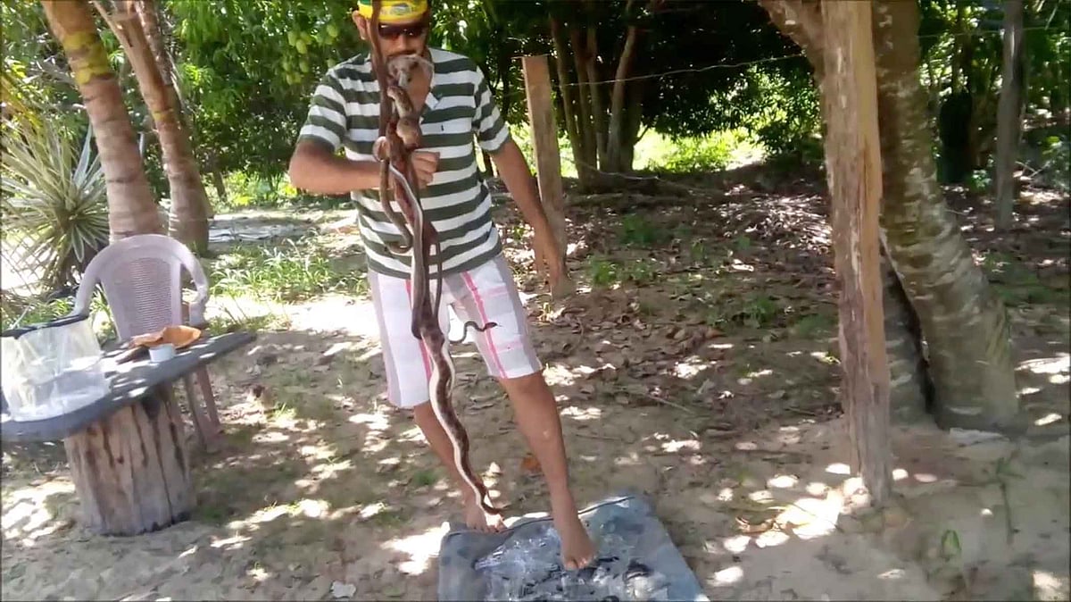 Arteval Duarte is the daredevil rainforest activist who is also known as ‘Ninja of Serpents’. (Photo: AP Screengrab)