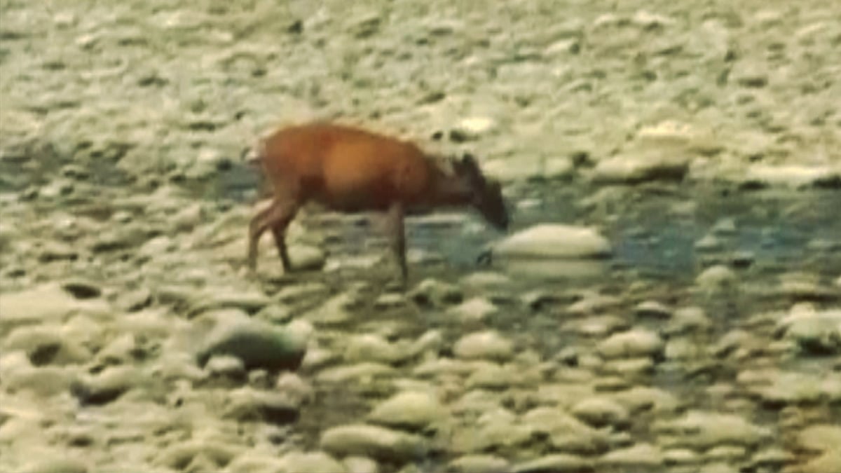 Animals in the Corbett National Park are struggling as water sources are drying up in the park’s premises. (Photo: ANI screengrab)