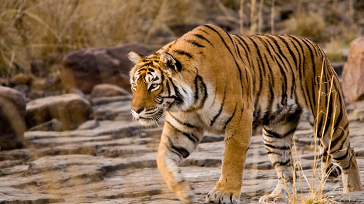 A tigress and its two cubs were found dead in Maharashtra’s Chandrapur district.