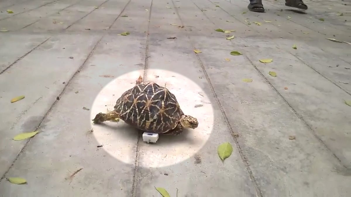 The tortoise is a resident of Arignar Anna Zoological Park in Chennai. (Photo: AP)