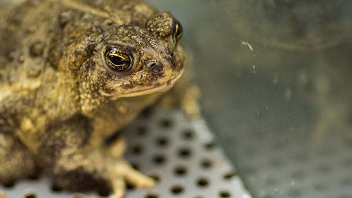 Wyoming toad looks out from inside its enclosure. (Photo: AP)