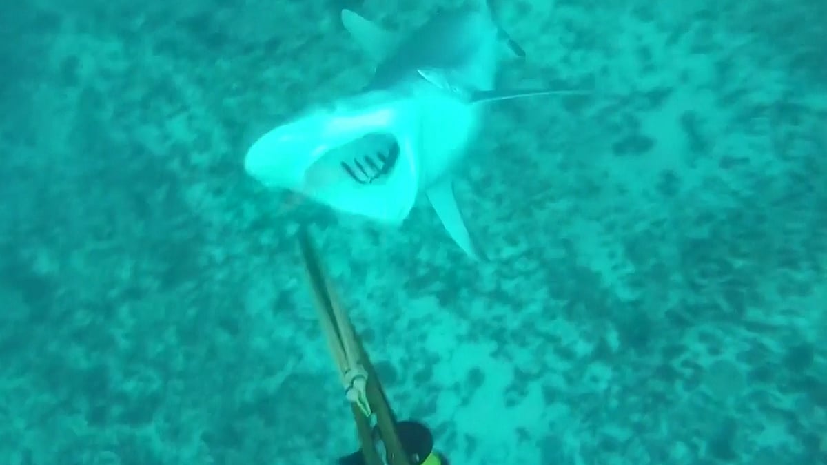 A fisherman was minding his own business when an aggressive shark came too close for comfort. (Photo: AP/Jukin Media screengrab)
