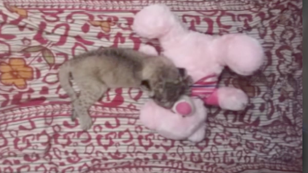 Lion cub finds a new companion. (Photo: AP screengrab)