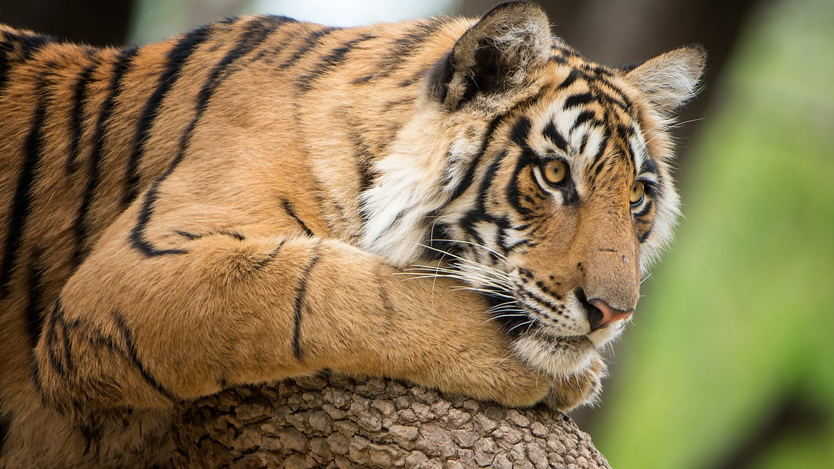 Snow leopard skins and tiger bones are frequently seized from smugglers and poachers crossing the borders. (Photo: iStock)
