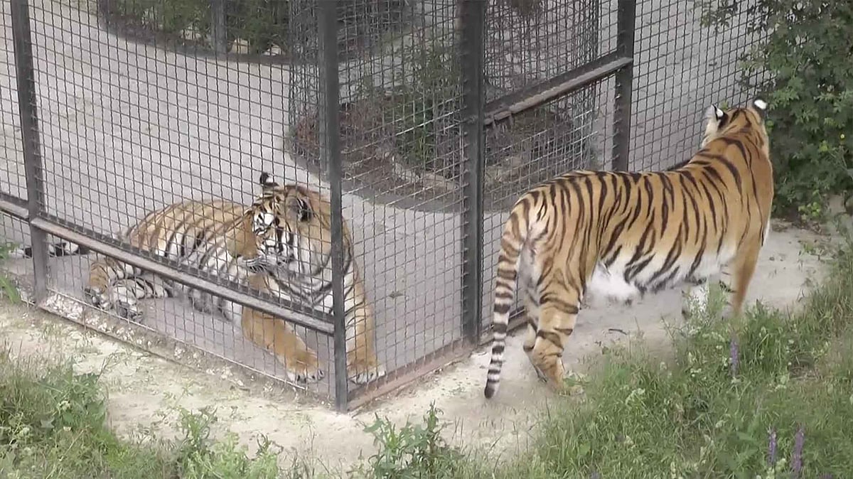 The Siberian Tigers at the Taigan Safari Park, Crimea. (AP Screegrab)