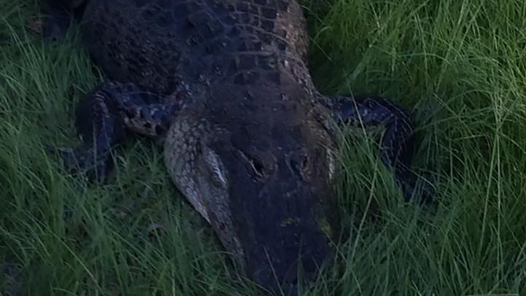 A picture of the alligator shot on scene by the Sumter County Sheriff’s Office, Florida. (Photo: Facebook/<a href="https://www.facebook.com/1130672460338832/photos/a.1137814809624597.1073741829.1130672460338832/1150268215045923/?type=3&amp;theater">Sumter County Sheriff’s Office- Florida</a>)