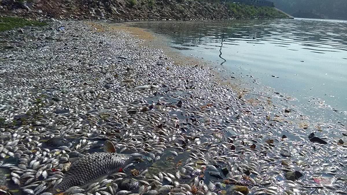 File photo of dead fish in Ulsoor lake. (Photo Courtesy: <i>The News Minute</i>)