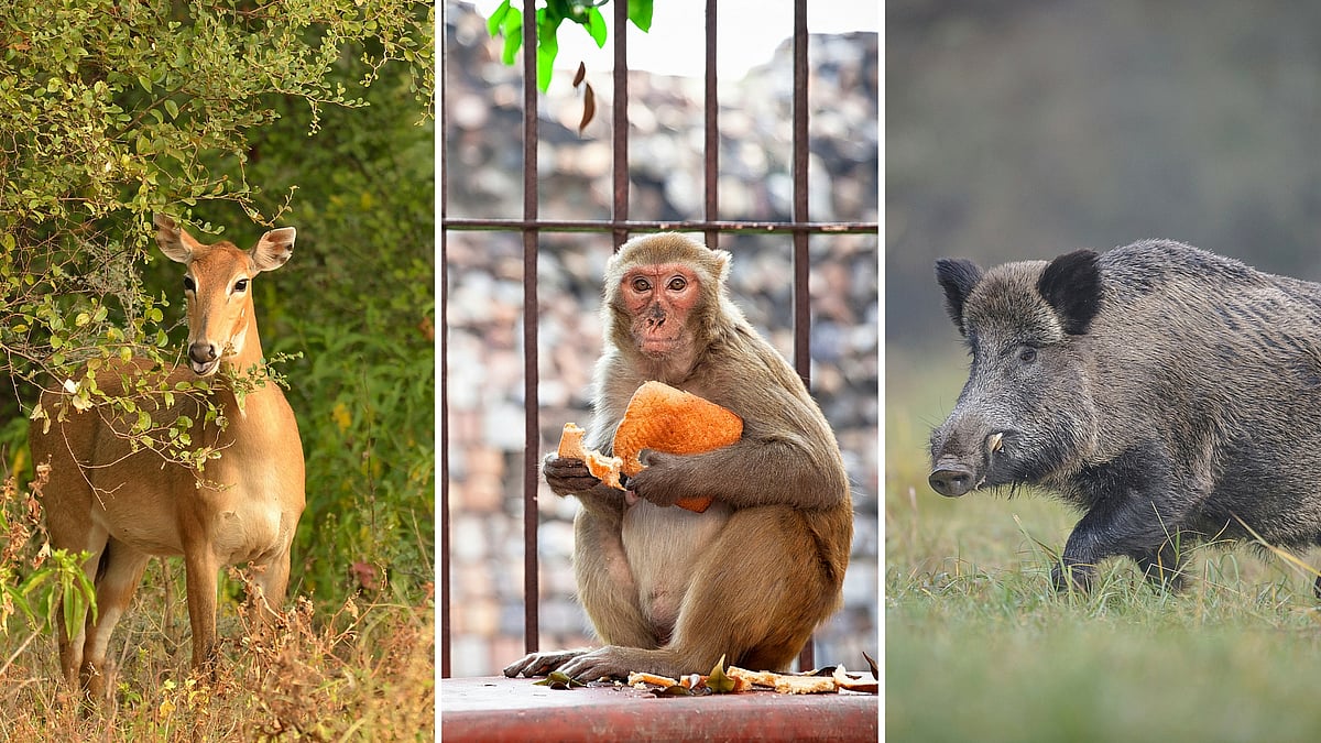 Being declared vermin will enable the government to carry out  culling of their populations. (Photo: iStockphoto/<b>The Quint</b>)