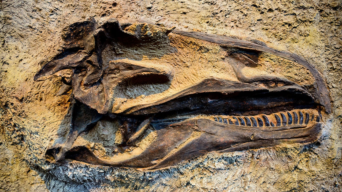 A team from the geological department of Jainarayan Vyas University discovered the prints. Image used for representation. (Photo: iStock)