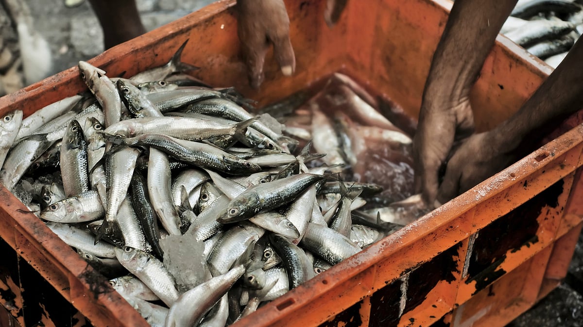 According to a report,  wholesale fish traders submerge their catch in a solution called ‘formalin’ to prevent rotting. (Photo:  iStockphoto)