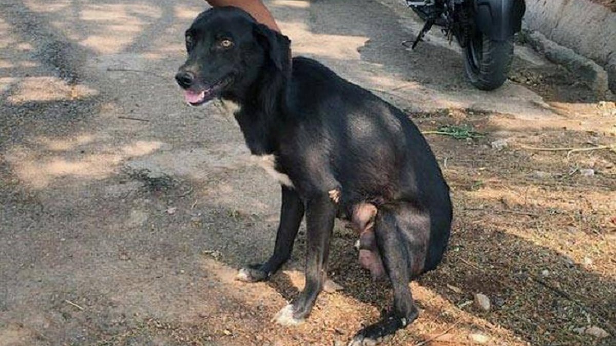 Ammu, the mother whose pups were killed. (Photo Courtesy: The News Minute)