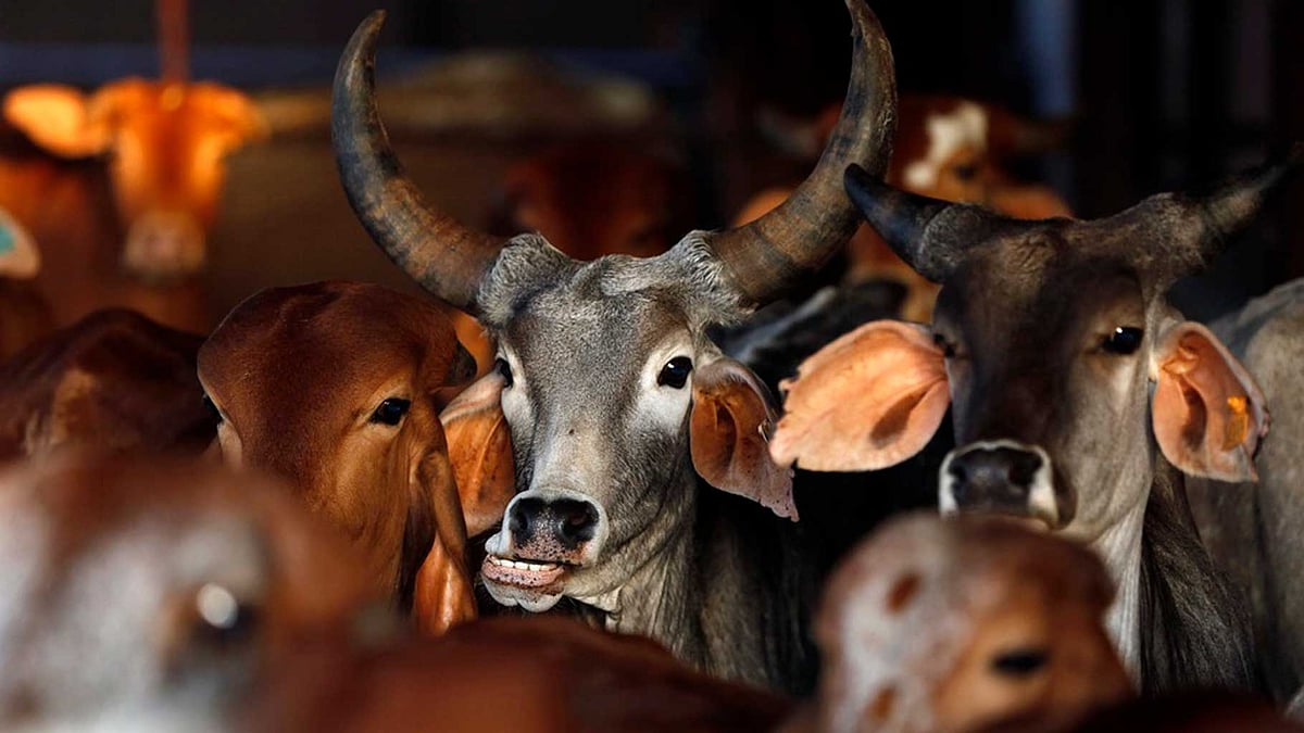 Dalit youths were assaulted for allegedly skinning a cow in Saurashtra on 11 July. Photo used for representational purpose. (Photo: Reuters)