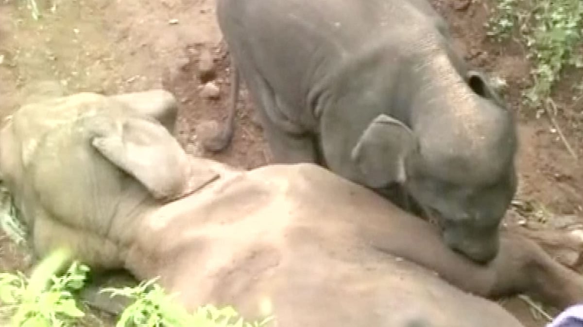 The elephant calf tries to wake his mother up near Narsipuram forest area, Coimbatore. (Photo Courtesy: ANI)