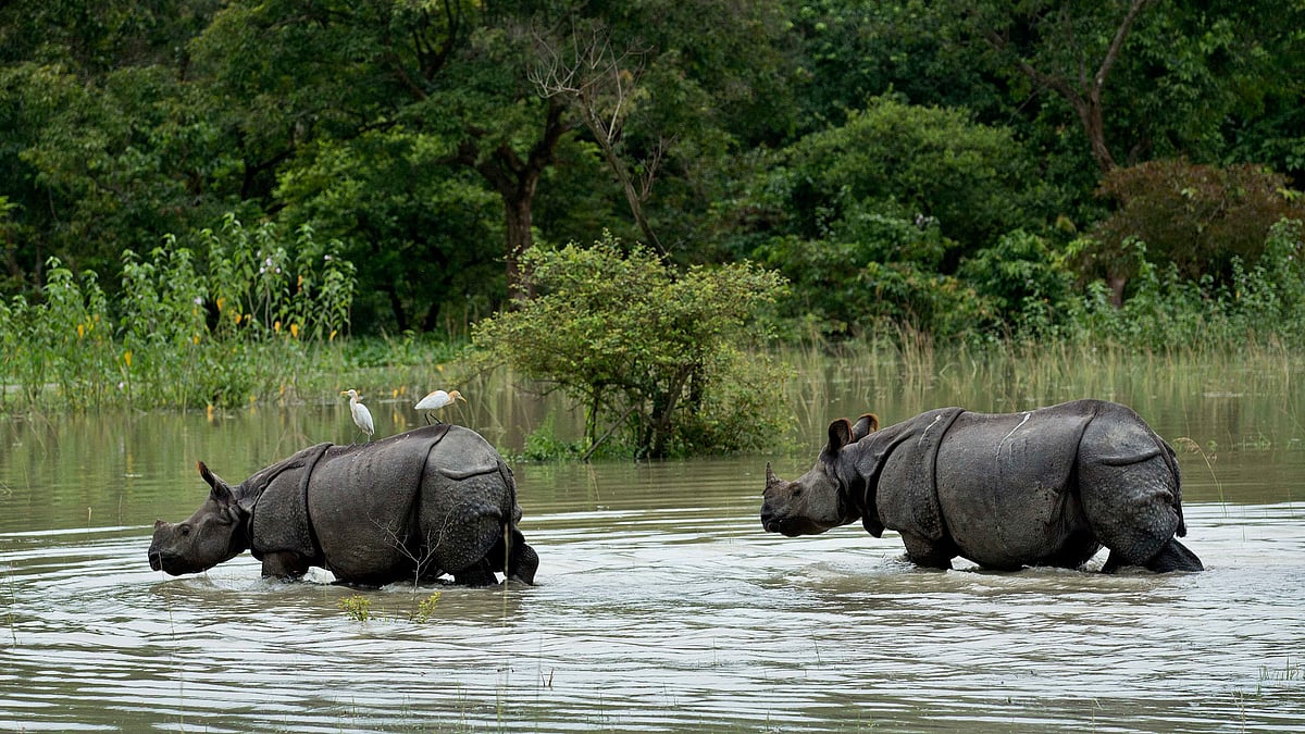 A pair of one-horned Rhinoceros wade through flood waters at the Pobitora Wildlife Sanctuary that was flooded following heavy monsoon rains at Pobitora, east of Gauhati, Assam. (Photo: AP)