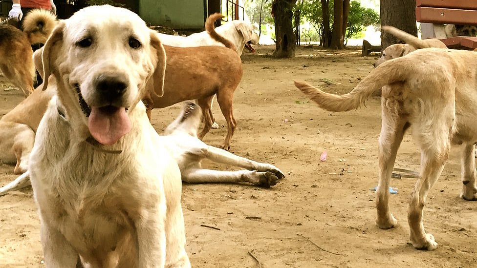 Animal rights activists insist that the national policy is not for culling, but for protection and conservation. (Photo: <b>The Quint</b>)