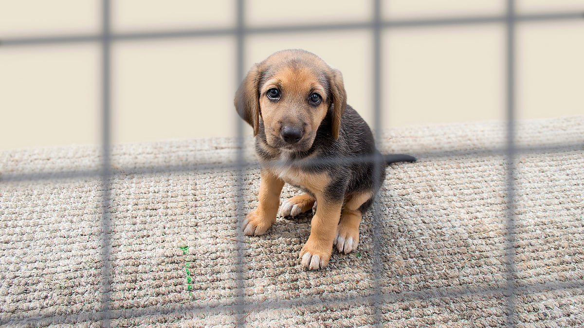 The puppies were tied up by a group of boys. Image used for representation. (Photo: iStockphoto)