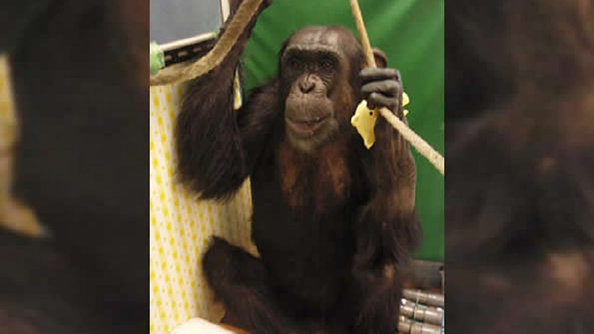 Reo sits up by grasping ropes after lying on his back for 14 months. (Photo Courtesy: Primate Research Institute, Kyoto University)