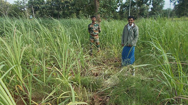 Farmer Shiva Murthy, whose sugarcane crop was trampled by elephants in July 2016 used Wild Seve’s toll-free number for assistance. (Photo Courtesy: IndiaSpend)