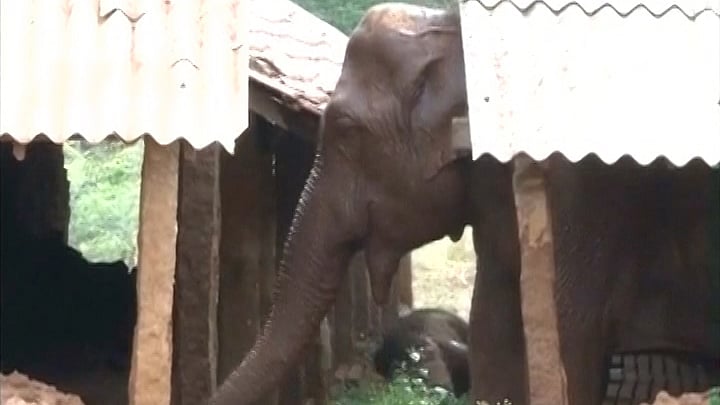 Mother mourns for the death of her six-month-old calf. (Photo: ANI Screengrab)