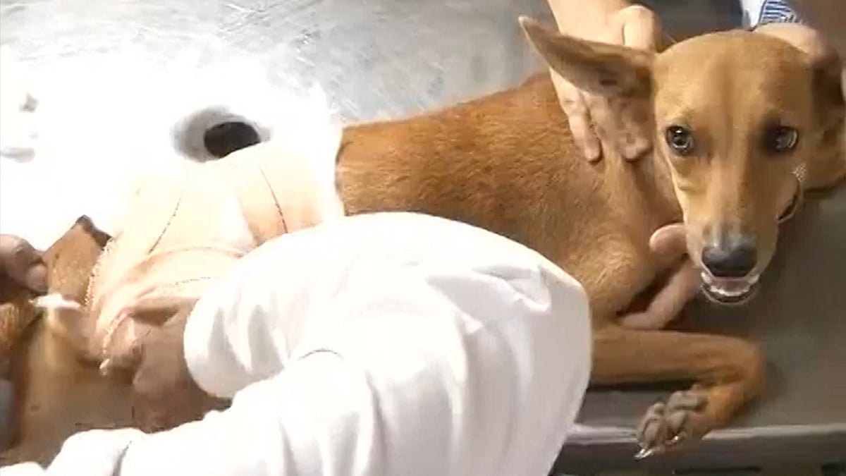 The injured dog “Bhadra” being treated at a hospital in Chennai. (Photo: ANI screengrab)