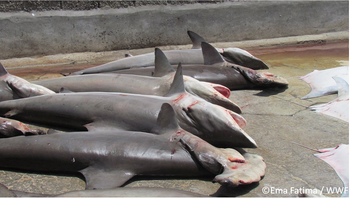A few of the shark species caught in Indian waters. (Courtesy: WWF)