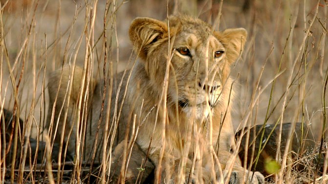 Mobile phone footage of a pride of lions walking down the streets of Junagarh, Gujarat on the outskirts of Gir National Park on Tuesday. (File Photo: Reuters)