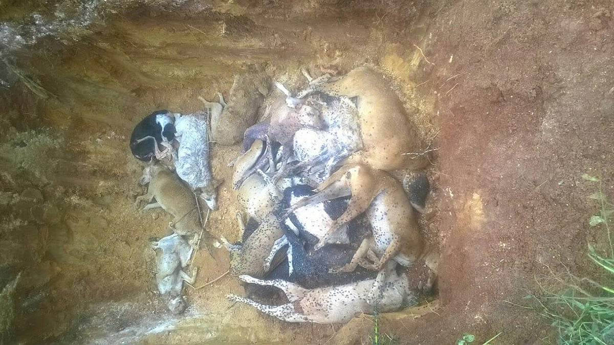 The dog grave in Bangalore, in which only one dog survived out of 30.  (Photo Courtesy: <a href="https://www.facebook.com/photo.php?fbid=1614217112223003&amp;set=pcb.591262644367445&amp;type=3&amp;theater">facebook/Fight For Animal Rights India/ Ram Peres</a>) 