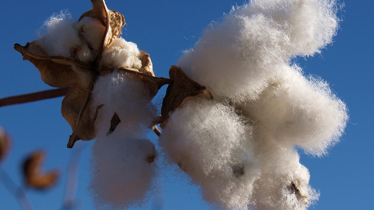 Monsanto is  at loggerheads with India over how much it can charge for its genetically modified cotton seeds. (Photo: <b>The Quint</b>)
