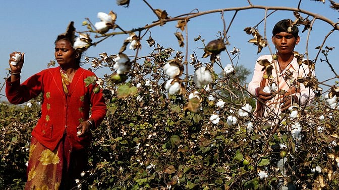 Indian cotton. Image for representation purposes.