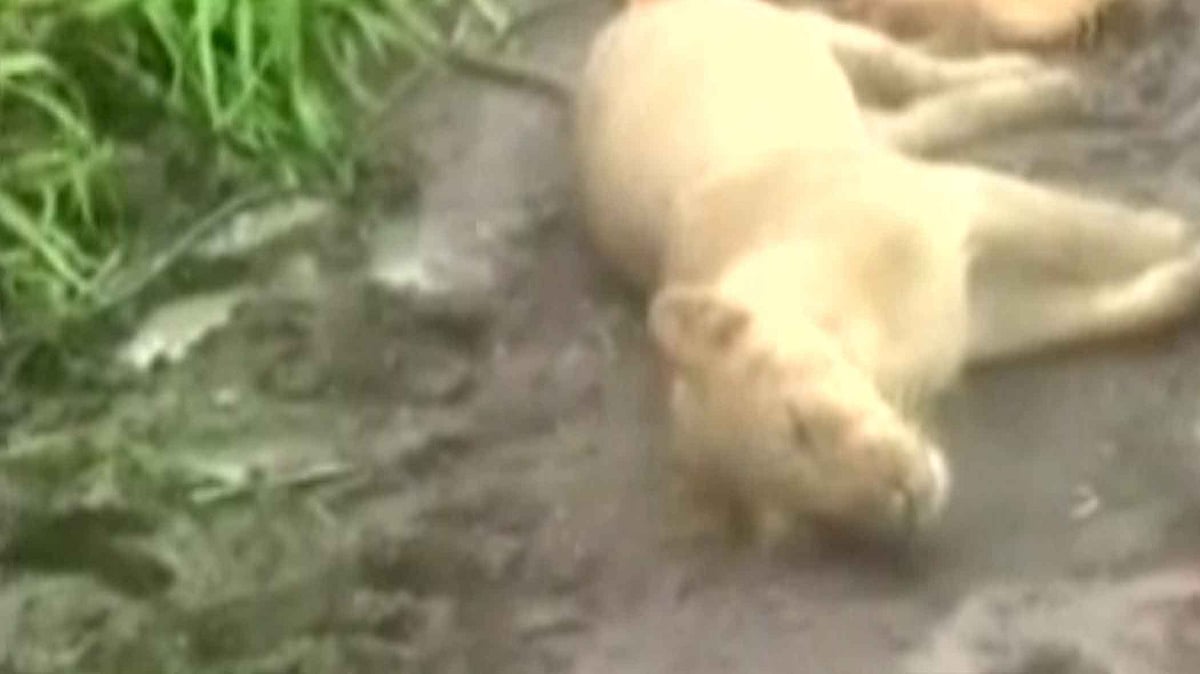 A lioness was electrocuted to death due to an illegal barbwire fence at a farm in Amreli, Gujarat (Photo Courtesy: ANI Screengrab)