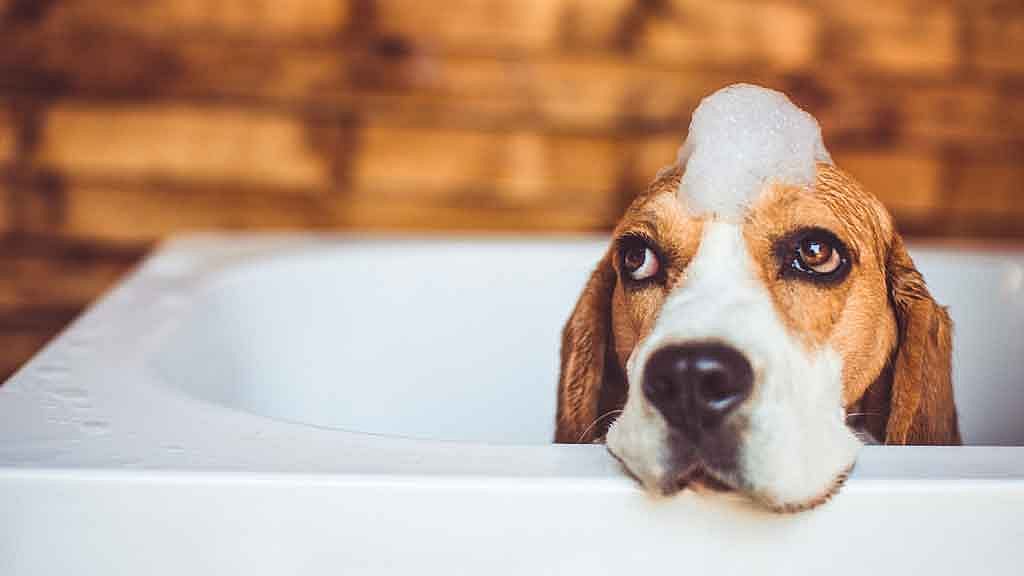 BBMP, Bengaluru’s civic body, has decided to limit the number of dogs that can be parented in flats and houses.