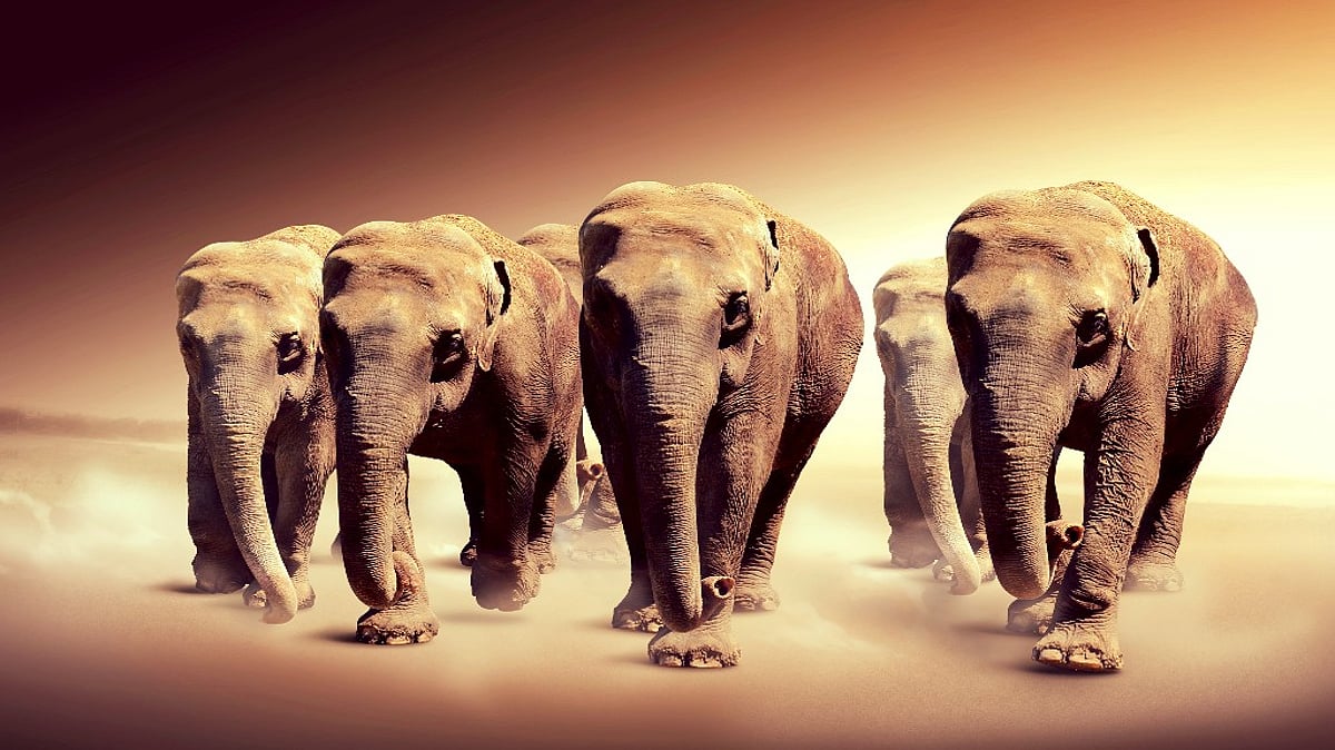 Human development and shrinking elephant territory spells trouble for human-animal conflict. (Photo: iStock)