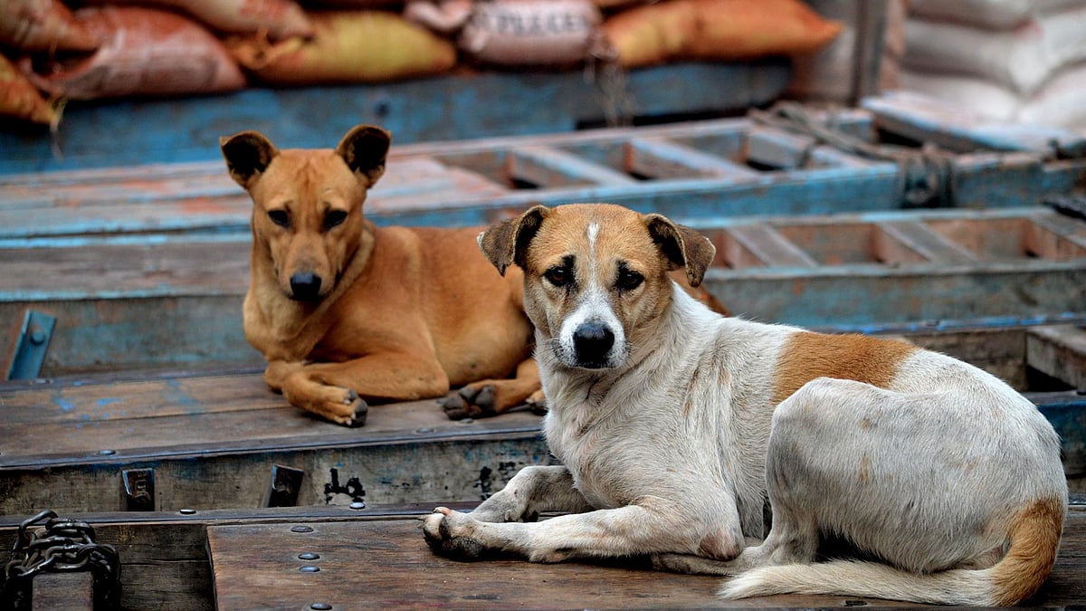 Kerala is infamous for killing its strays in a bid to control their population. (Photo: iStockphoto)