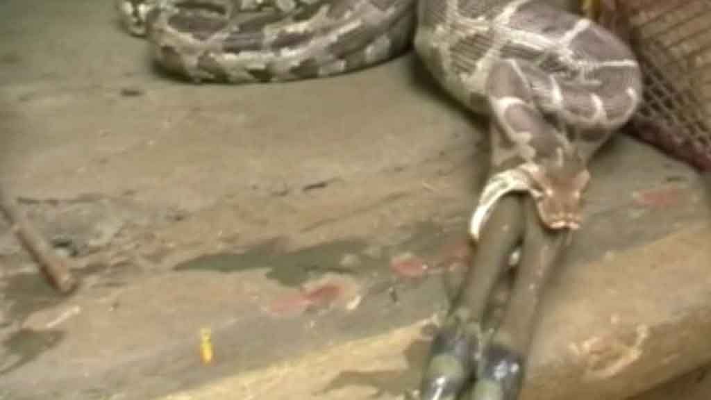 The giant snake, estimated to be up to 12 feet long, can be seen steadily stretching its mouth to devour its prey. (Photo: AP screengrab)
