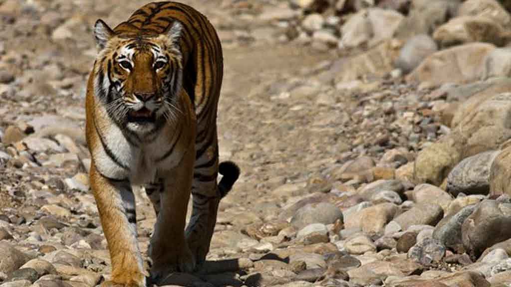 The world’s oldest tigress, Machali, who had made her home in the Ranthambore Tiger Reserve, died on Thursday. (Photo: The Quint)